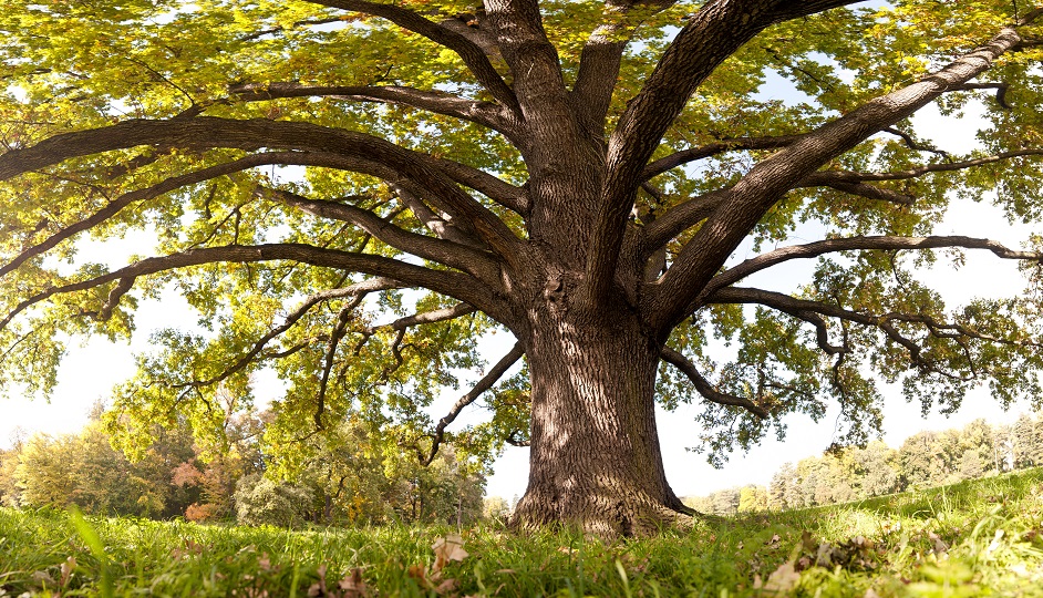 Oak tree in late summer, wide-angle panoramic (frog's eye view).